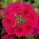 Verbena Vera Trailing Rose